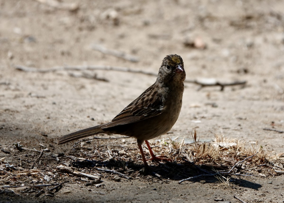 Golden-crowned Sparrow - ML390976631