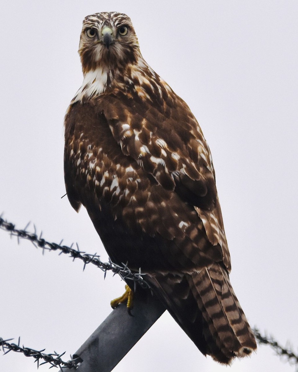 Red-tailed Hawk - ML390979781