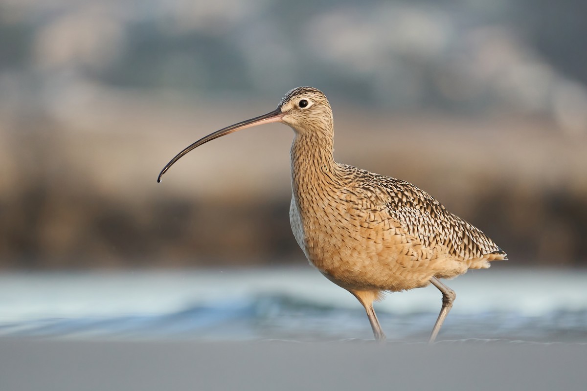 Long-billed Curlew - ML390983611