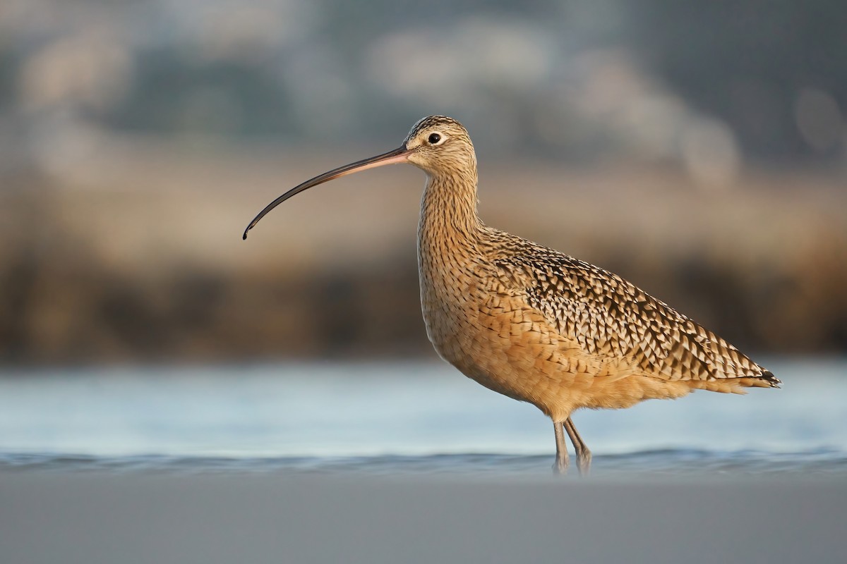 Long-billed Curlew - ML390983621