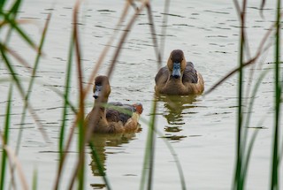 Fulvous Whistling-Duck, ML390990731