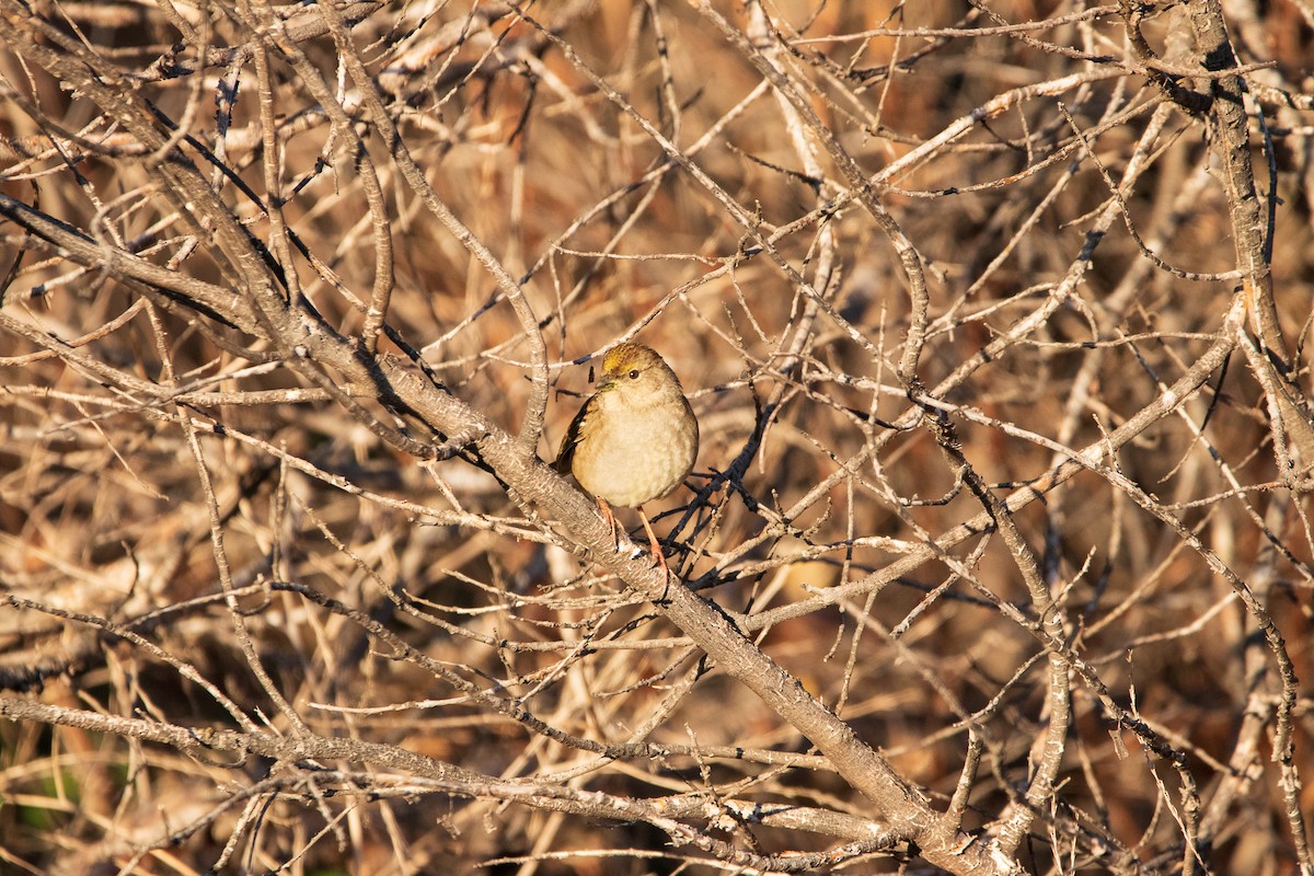 Golden-crowned Sparrow - ML390997521