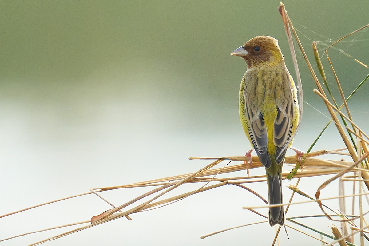 Red-headed Bunting - ML391000041