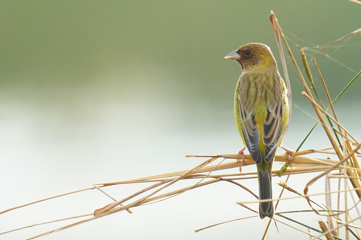 Red-headed Bunting - ML391000071