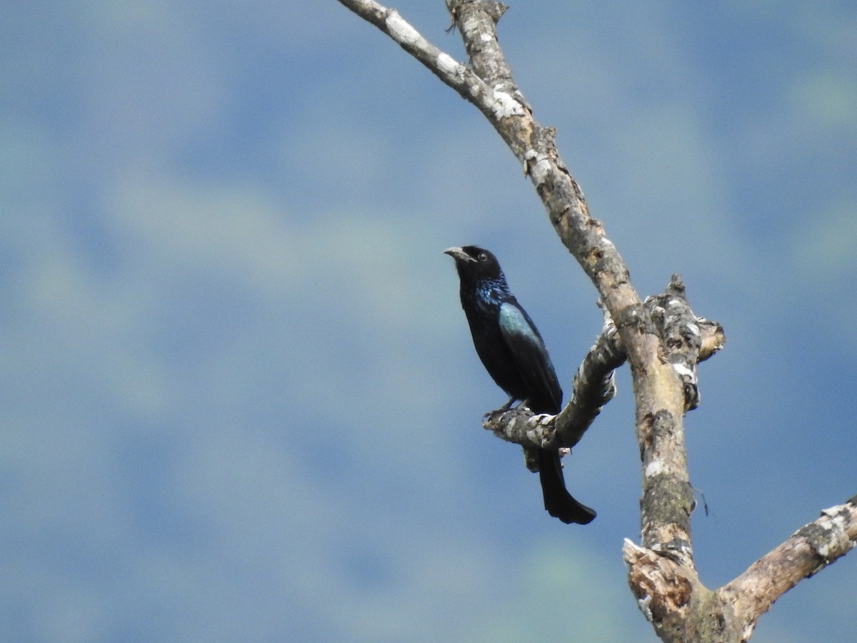 Hair-crested Drongo - ML391003211