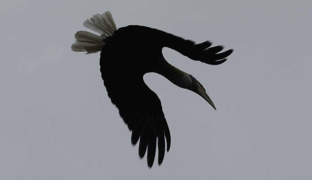 Blyth's Hornbill - Bruce  McLennan