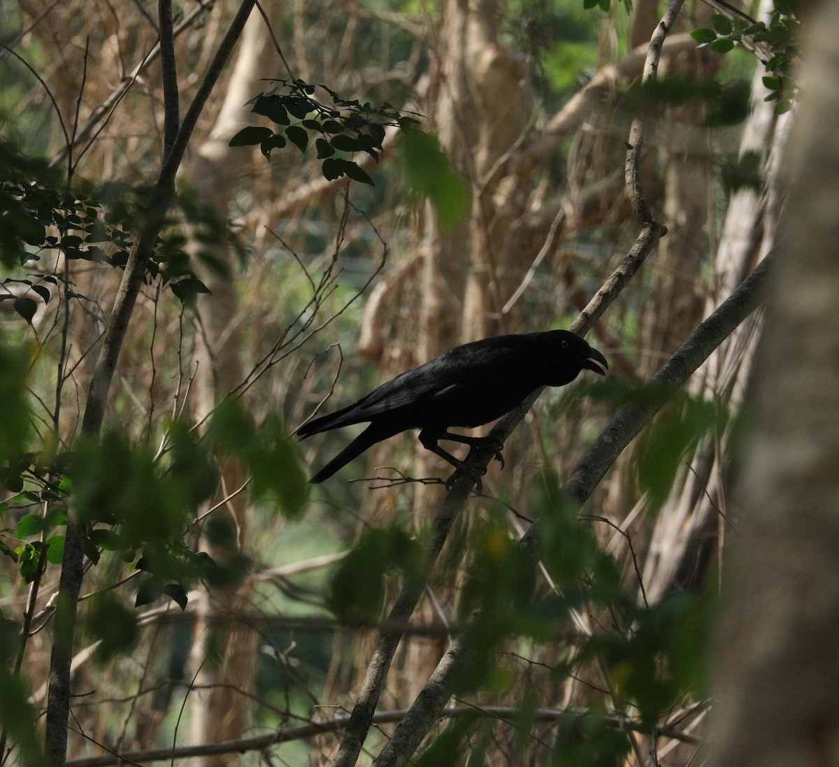 Torresian Crow - ML391004661