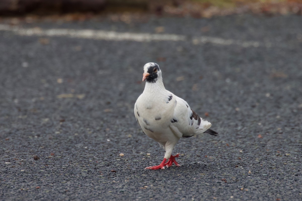Rock Pigeon (Feral Pigeon) - ML391005691