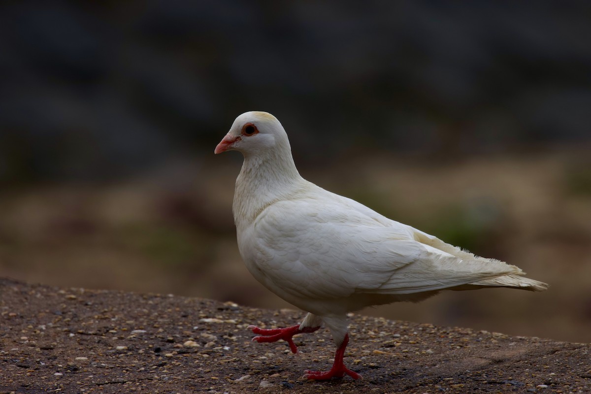 Rock Pigeon (Feral Pigeon) - ML391005701