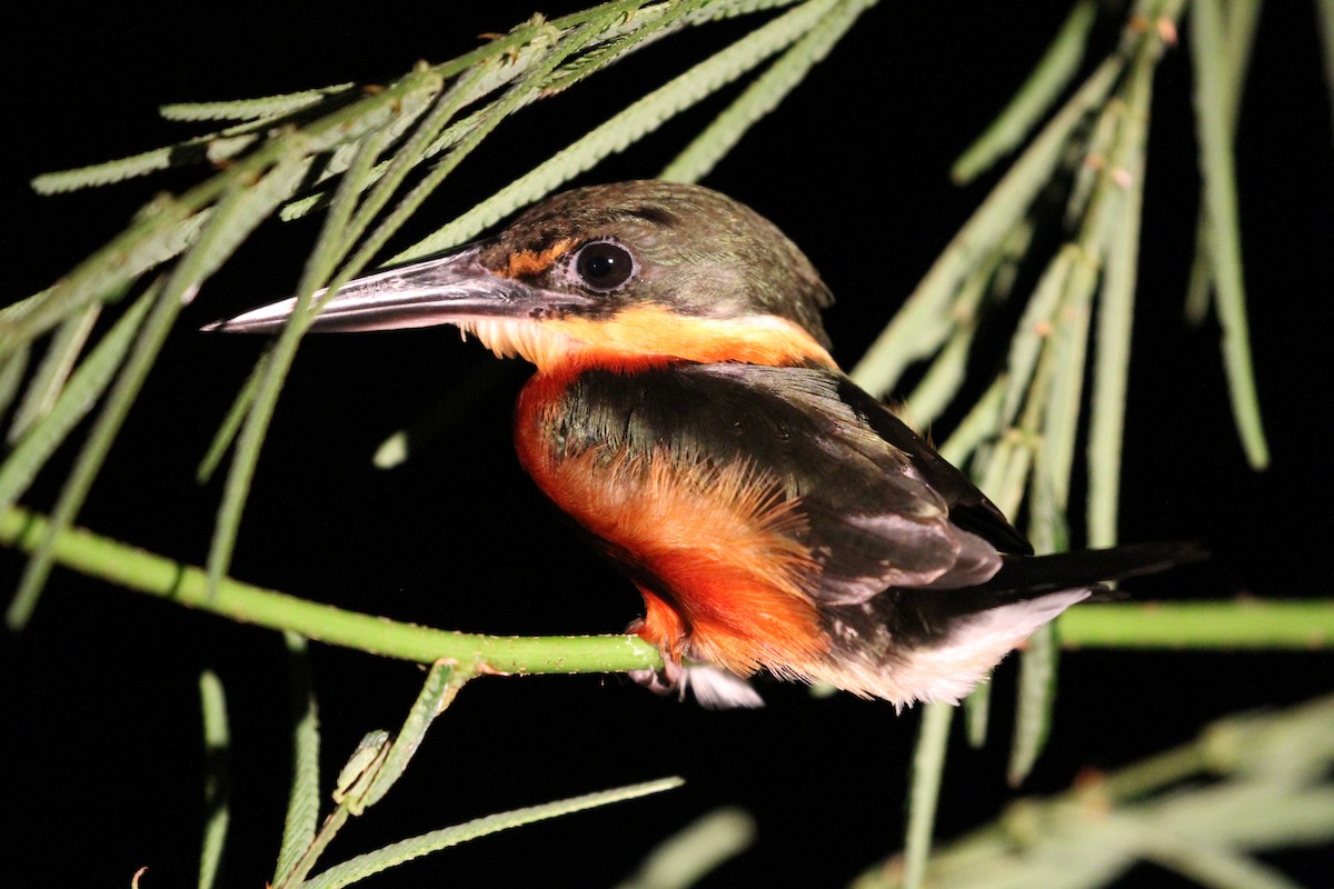 American Pygmy Kingfisher - Rainer Seifert