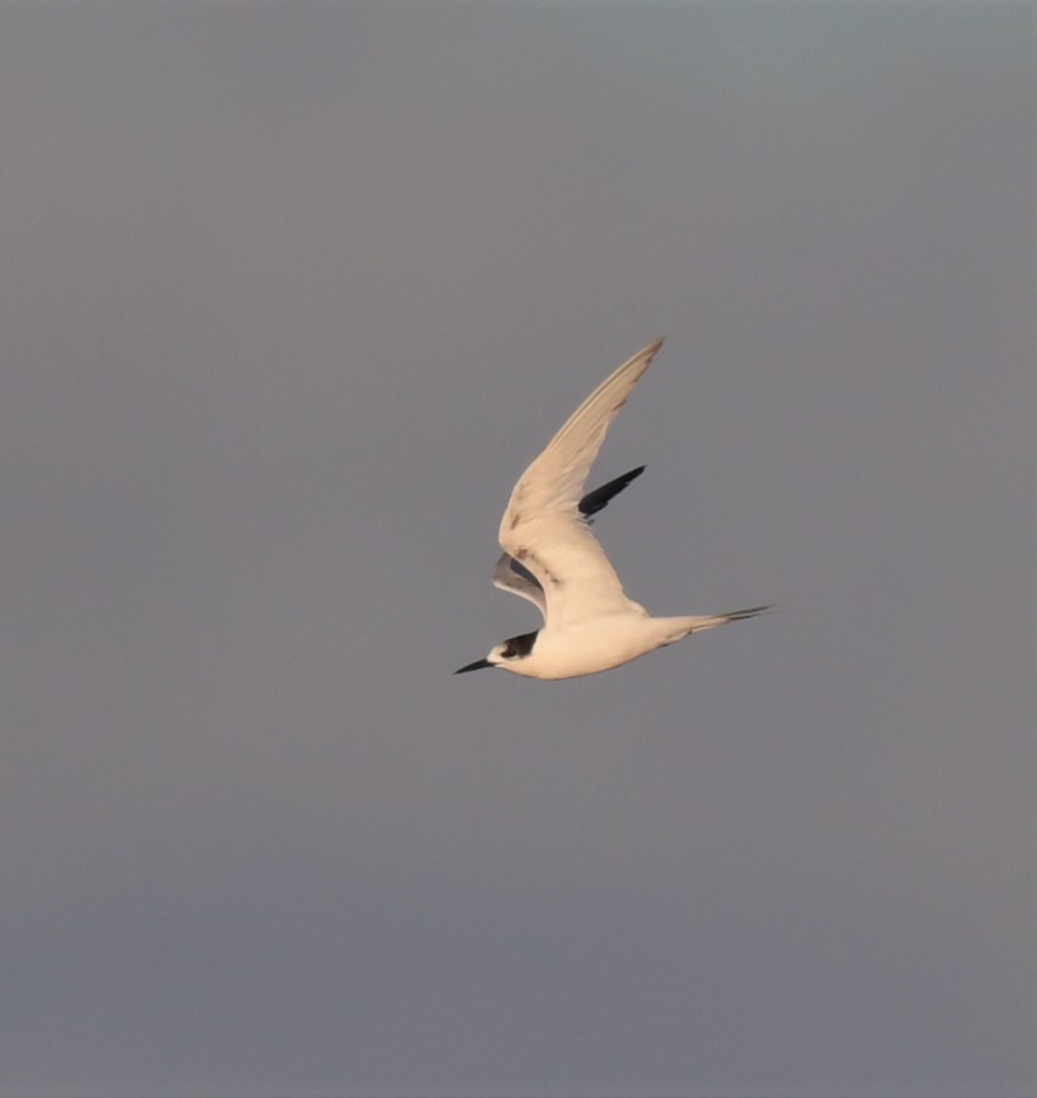 White-fronted Tern - ML391010951