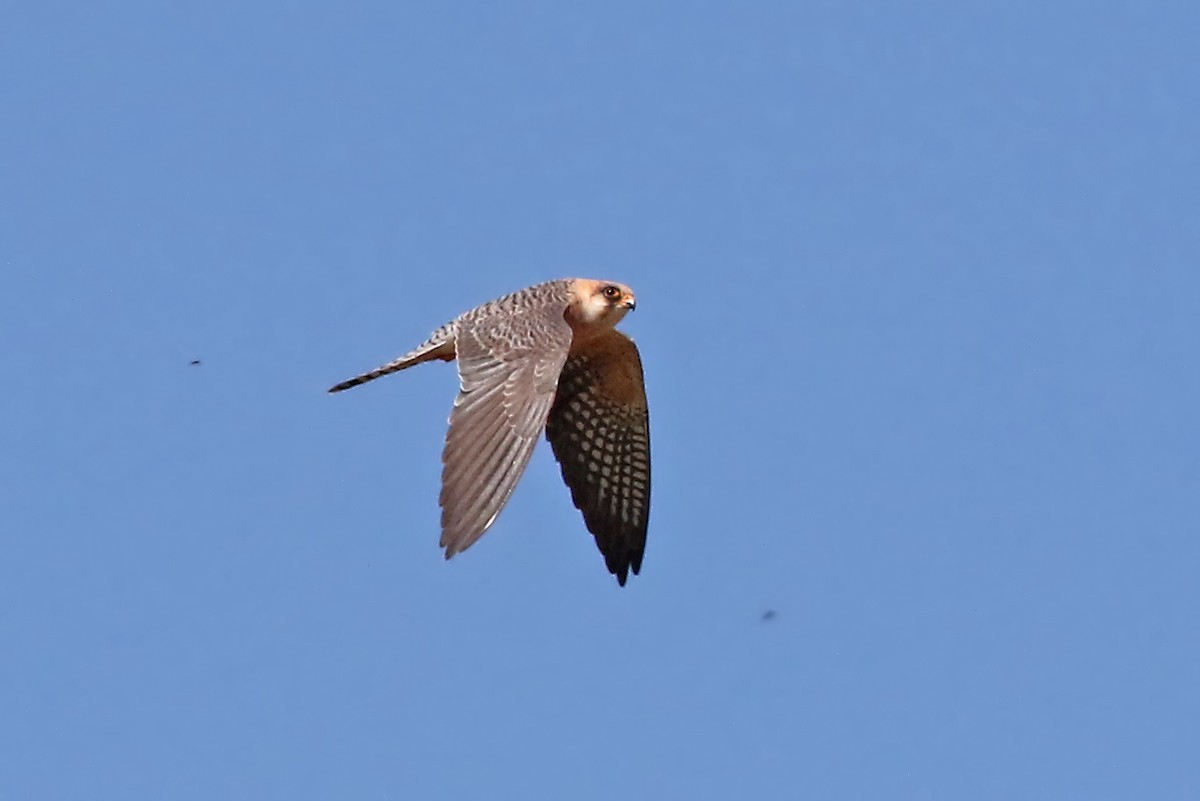 Red-footed Falcon - Phillip Edwards