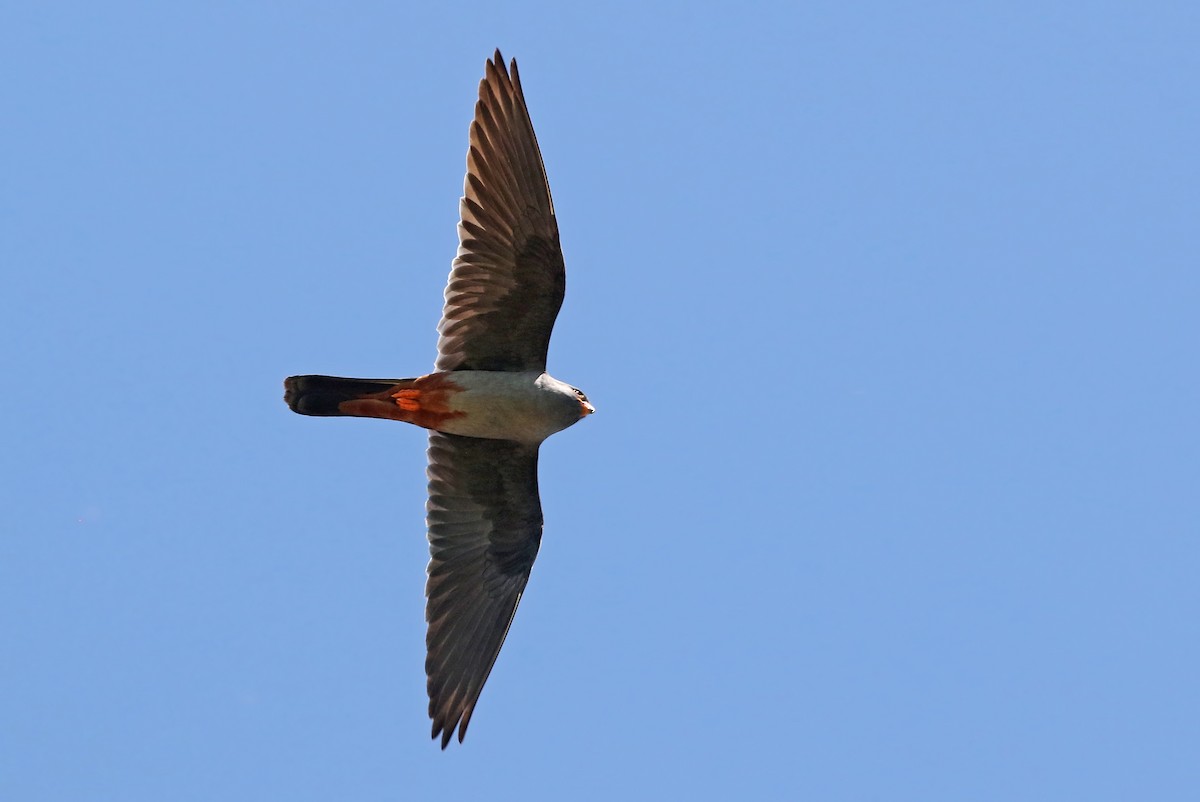 Red-footed Falcon - ML391015441