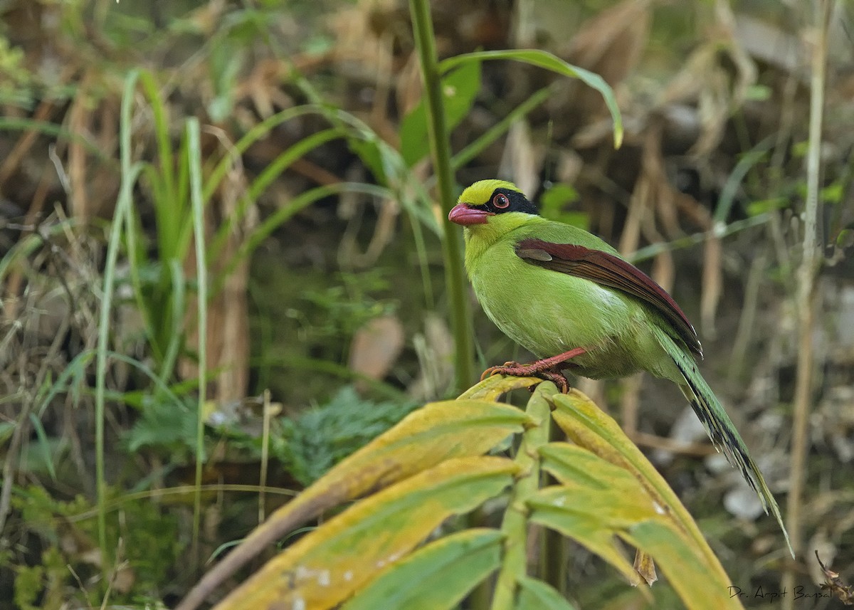 Common Green-Magpie - Arpit Bansal