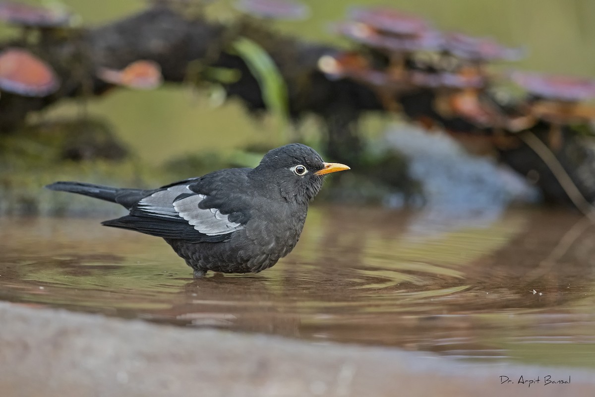 Gray-winged Blackbird - ML391017331