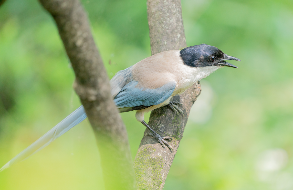 Azure-winged Magpie - ML391017561