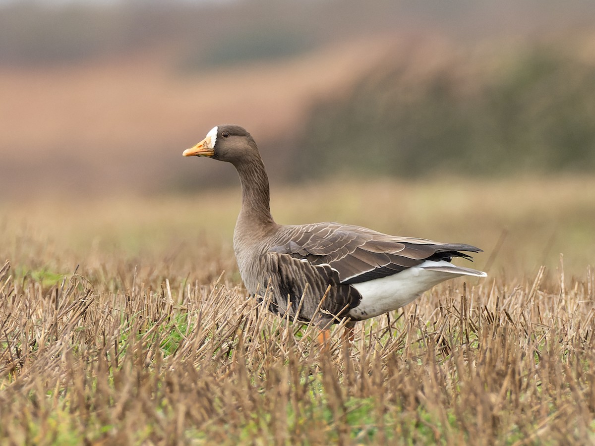 Greater White-fronted Goose (Greenland) - Peter Kennerley