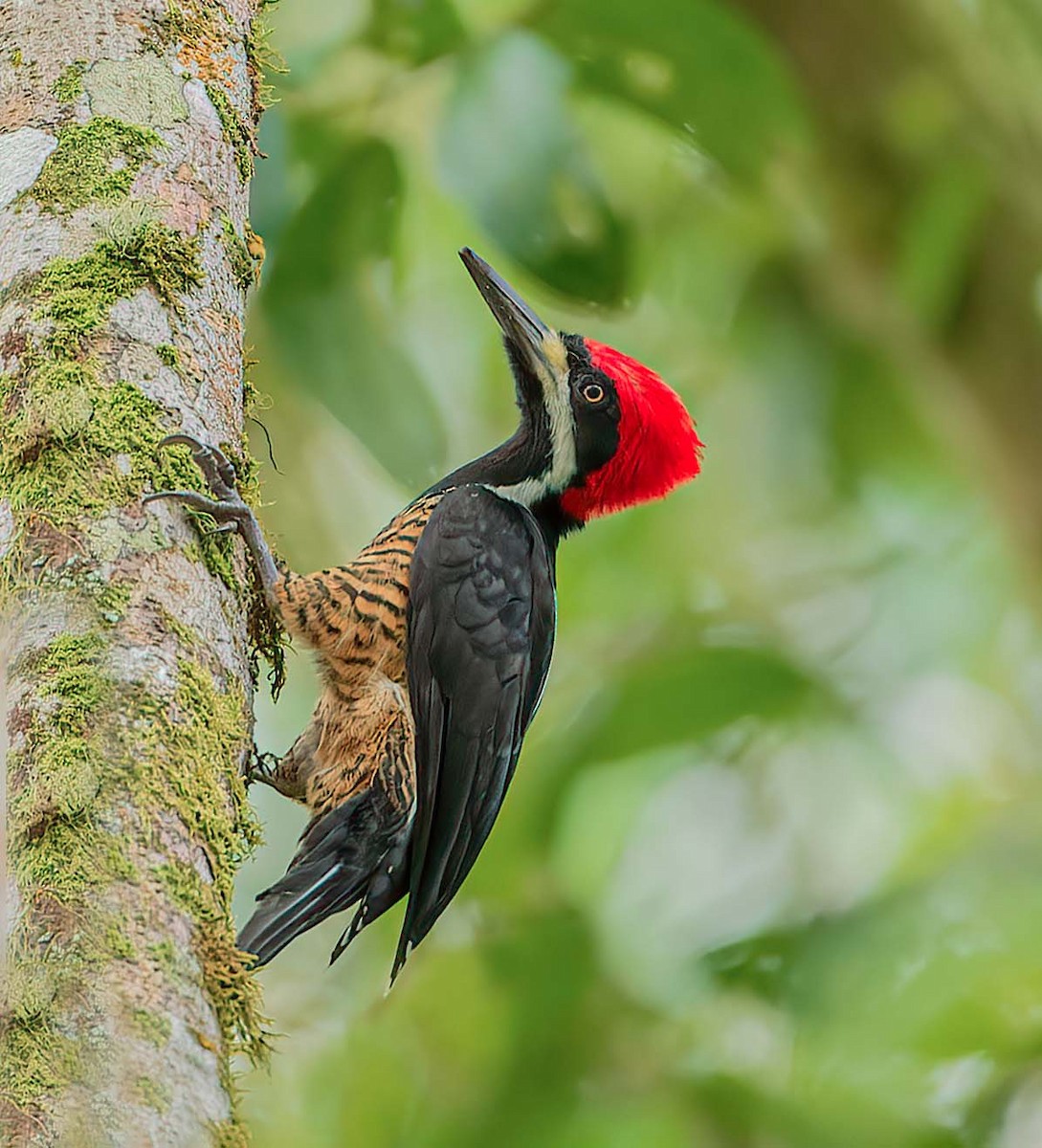 Powerful Woodpecker - Pascal De Munck