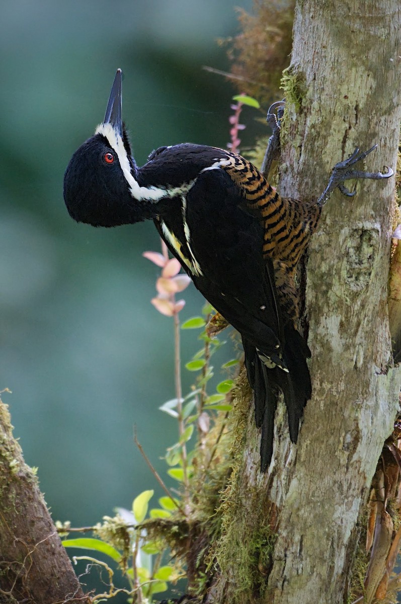 Powerful Woodpecker - Susan Lessner