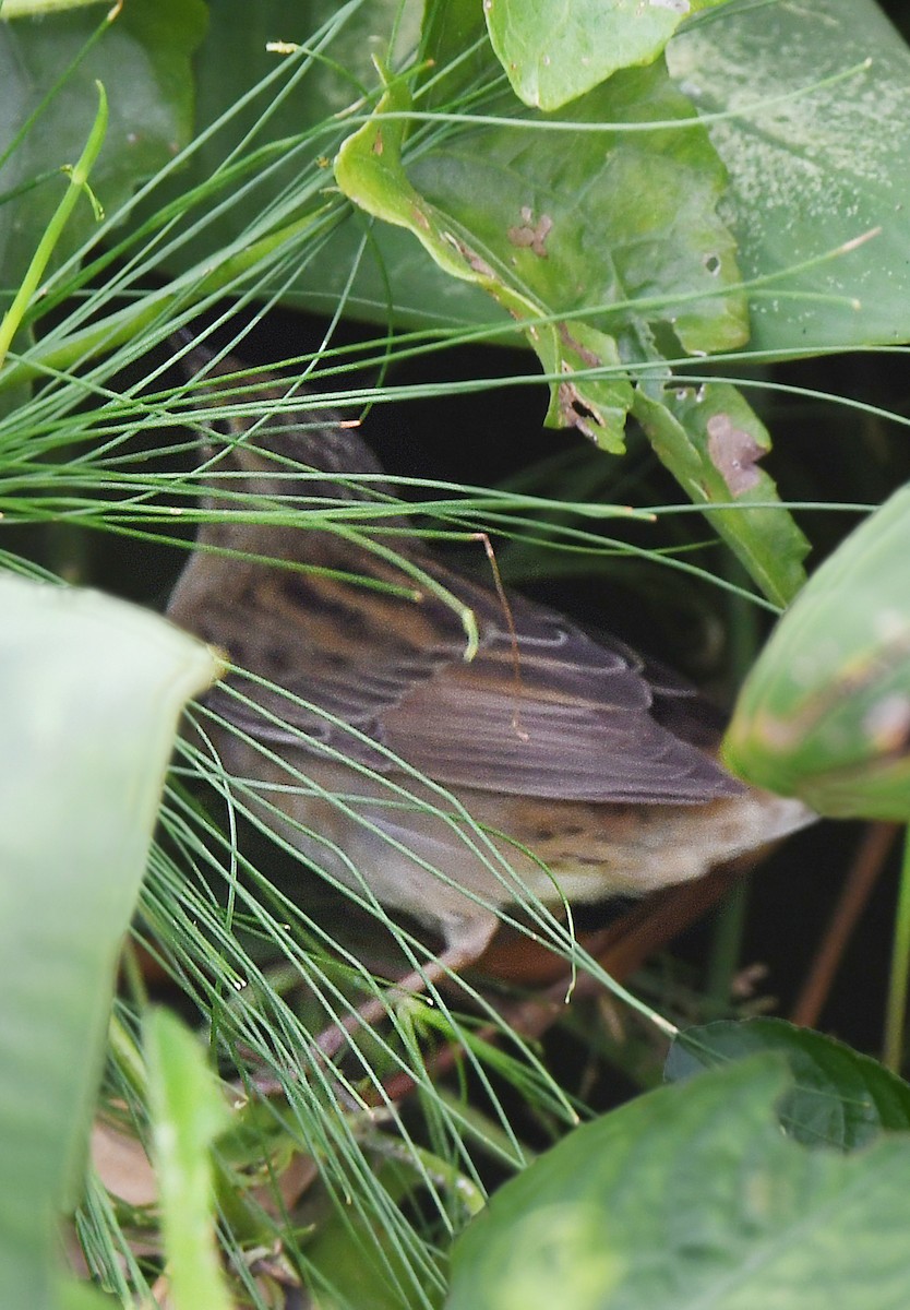 Pallas's Grasshopper Warbler - ML391028491