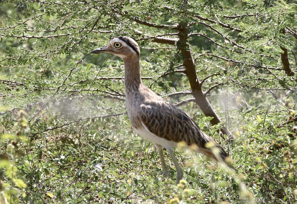 Double-striped Thick-knee - ML391028551