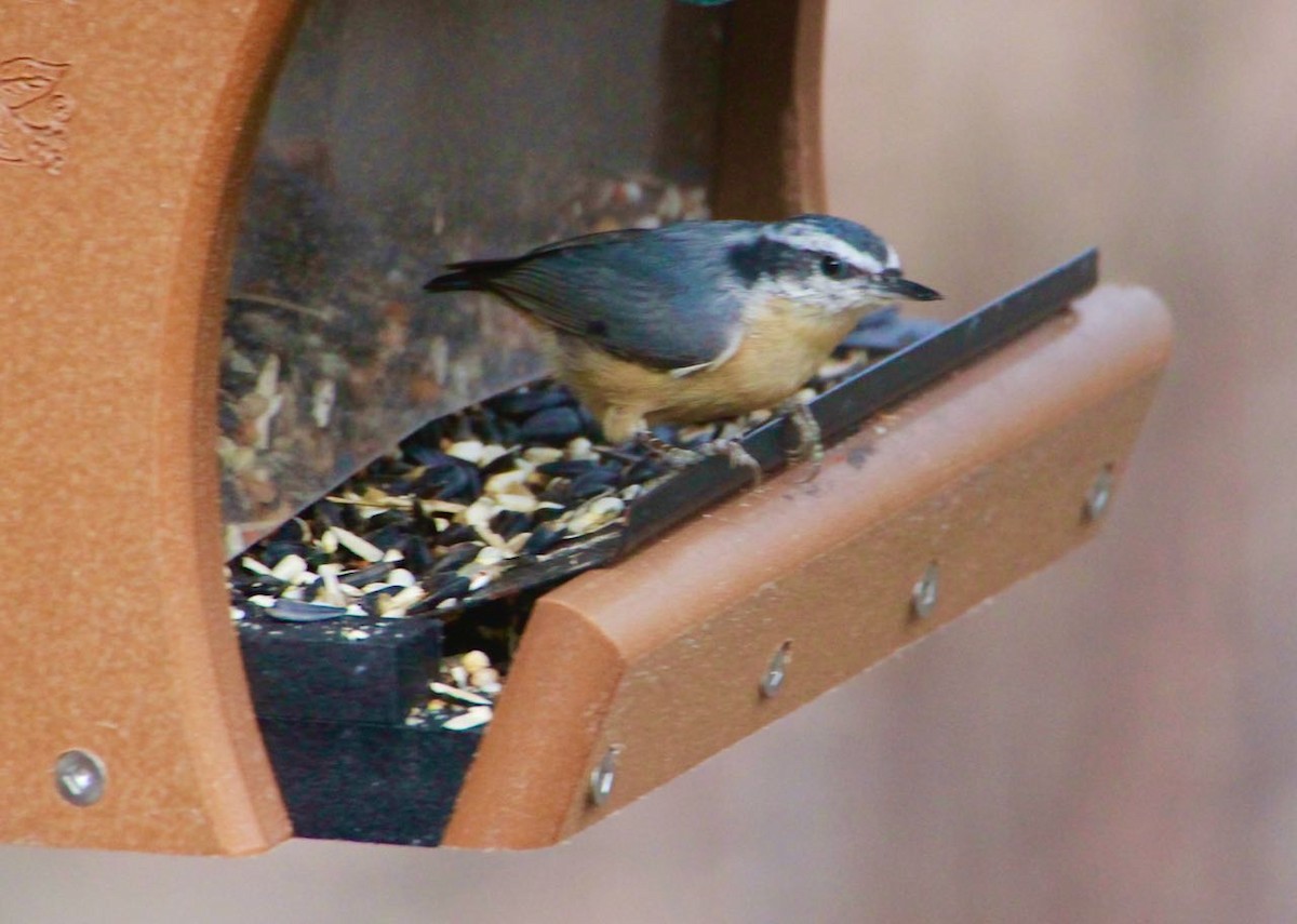 Red-breasted Nuthatch - ML391030441