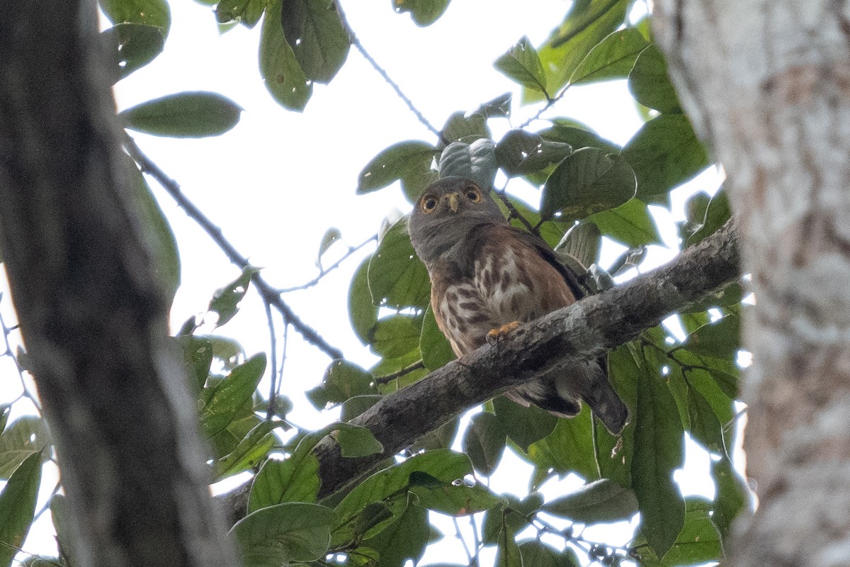 Red-chested Owlet - ML391030981