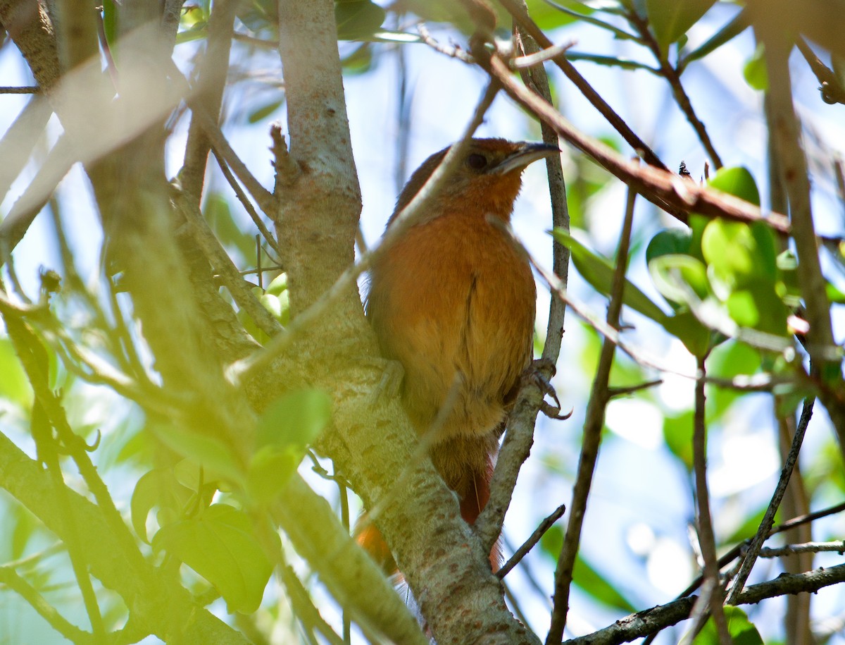 Orange-breasted Thornbird - ML39103201