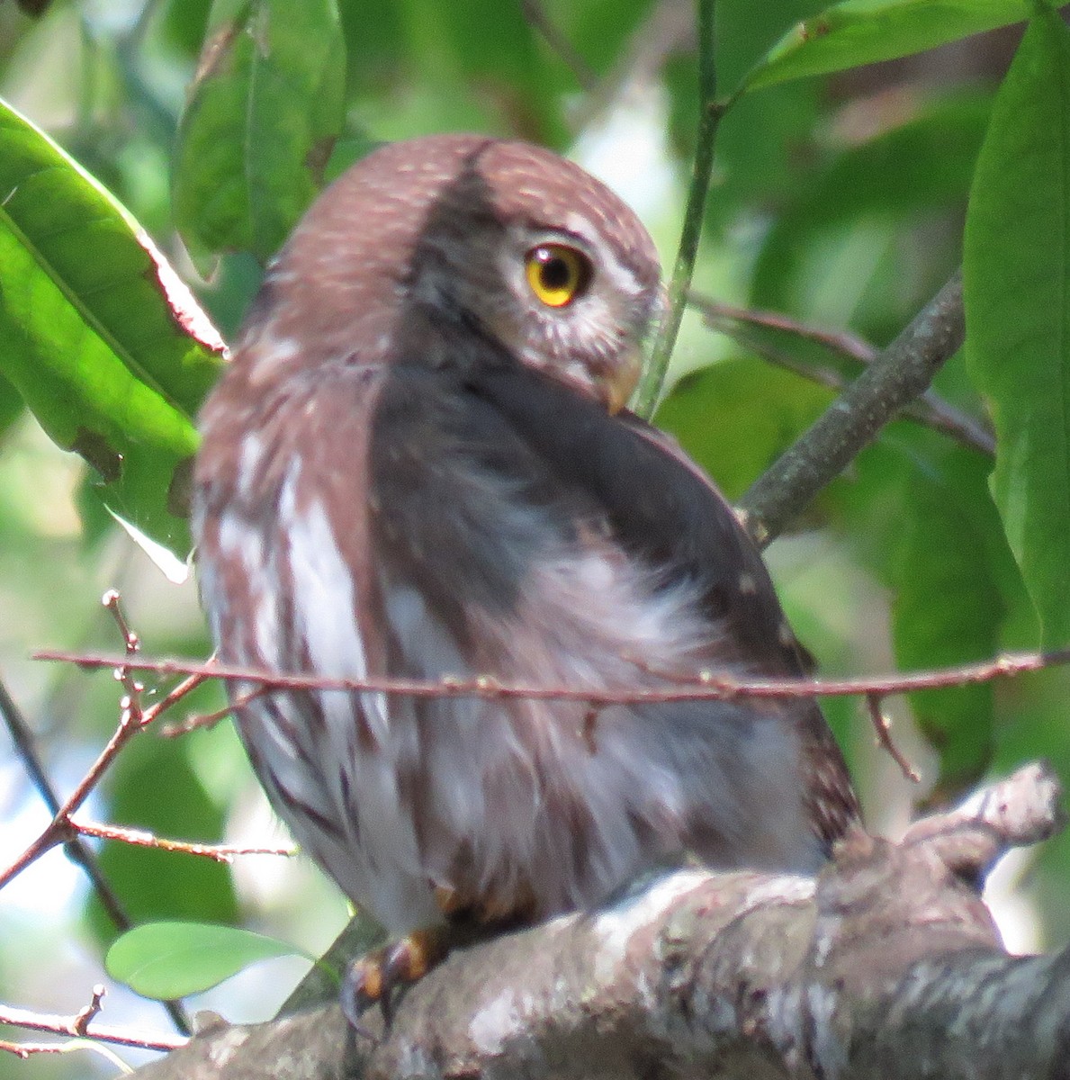 Ferruginous Pygmy-Owl - ML391032901