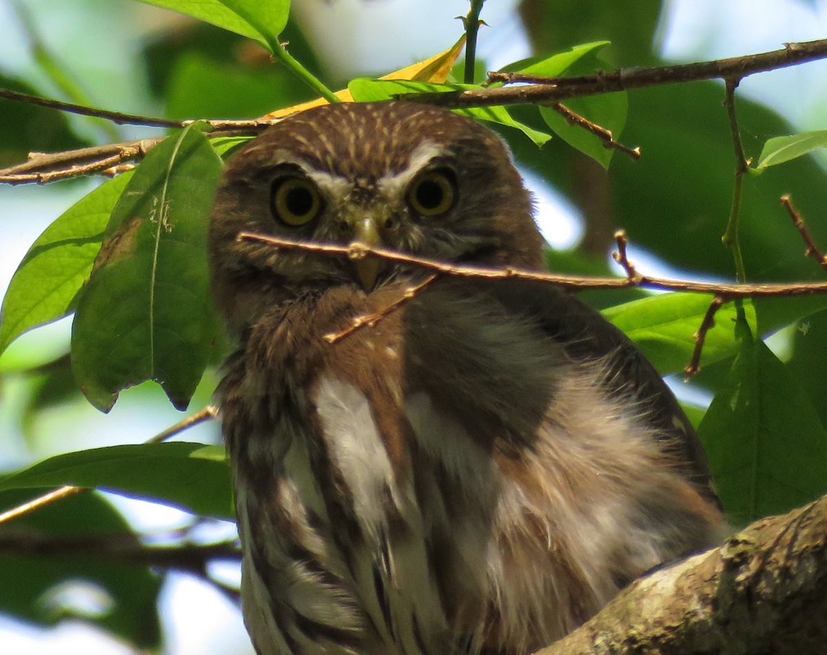 Ferruginous Pygmy-Owl - ML391032931