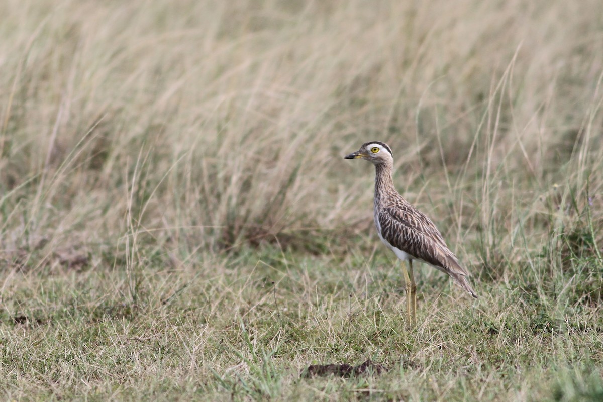 Double-striped Thick-knee - ML39103441