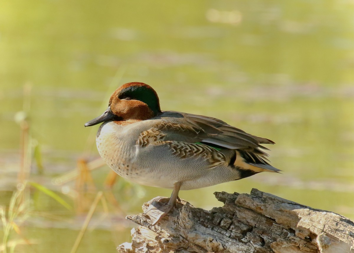 Green-winged Teal - ML391035461