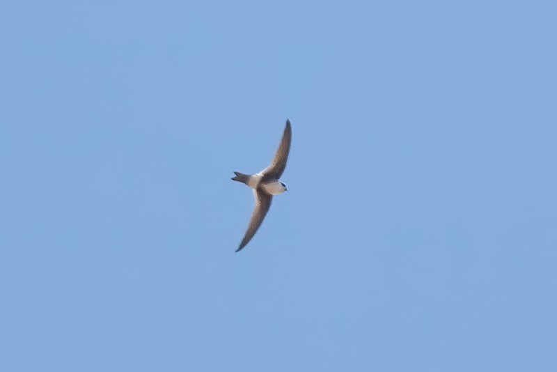 Andean Swift - ML391037491