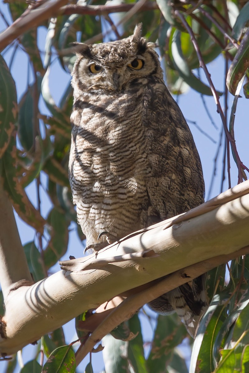 Lesser Horned Owl - ML391037701