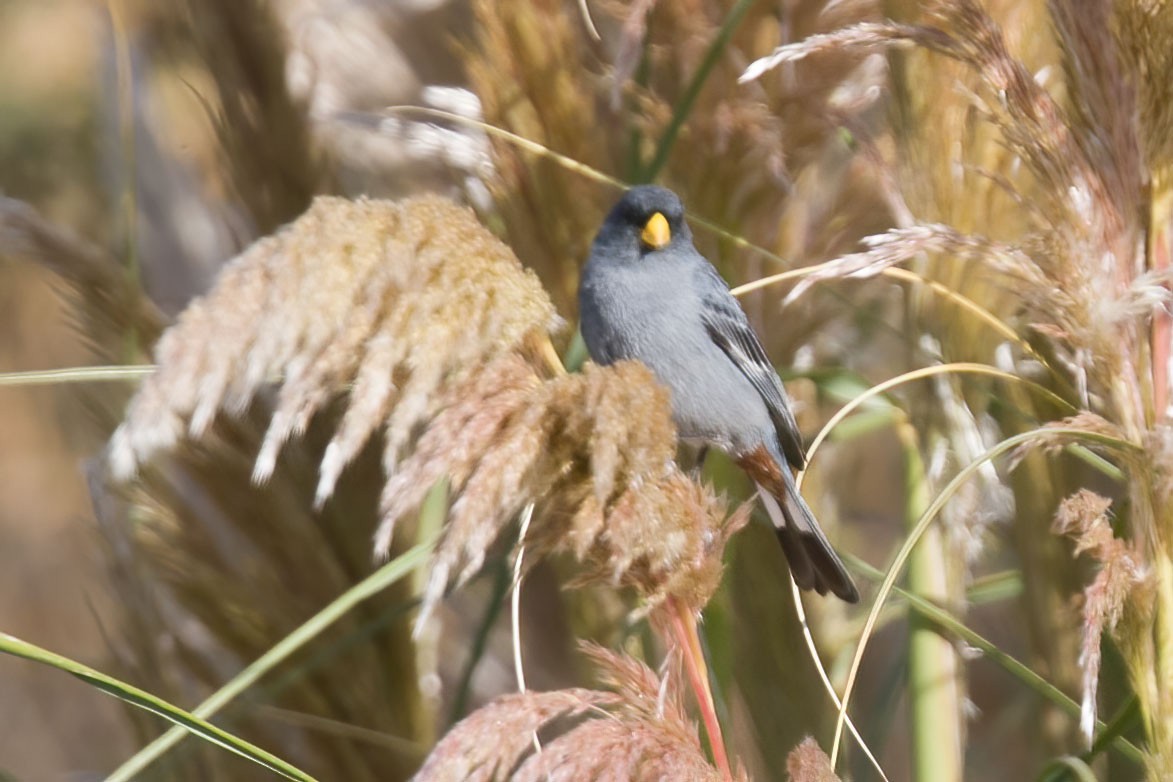 Band-tailed Seedeater - ML391038221
