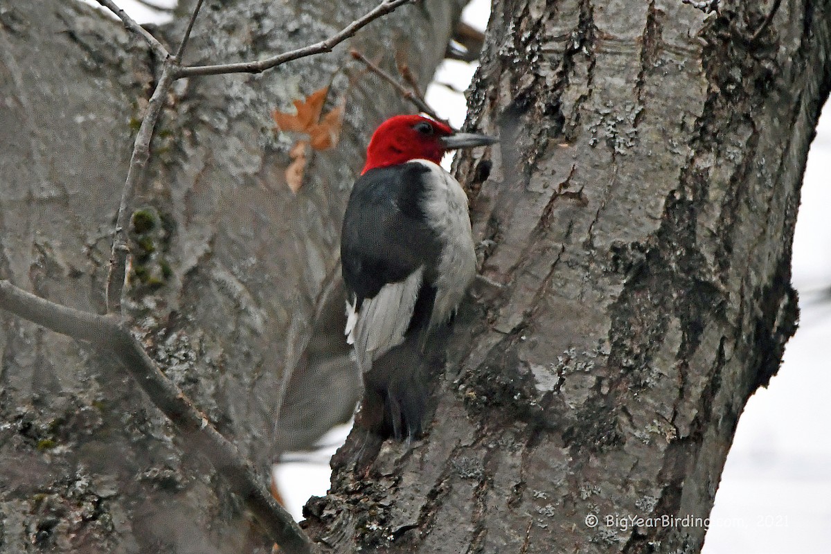 Red-headed Woodpecker - ML391042971
