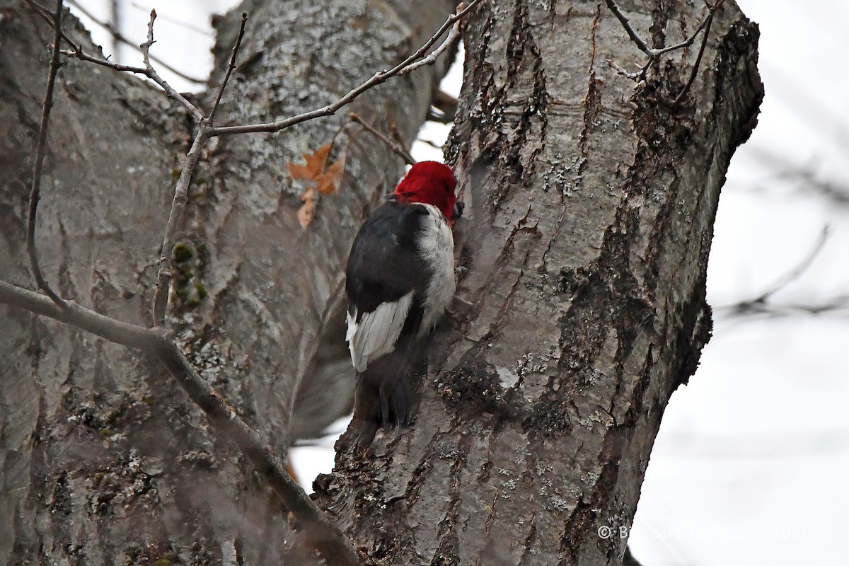 Red-headed Woodpecker - ML391042981