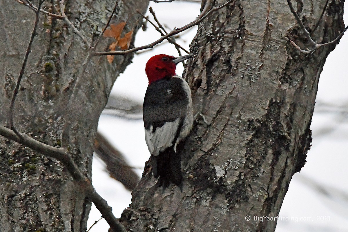 Red-headed Woodpecker - ML391042991