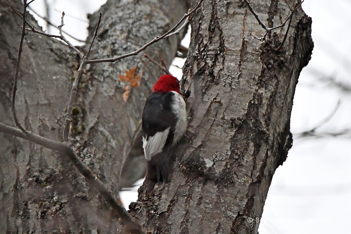 Red-headed Woodpecker - ML391043001