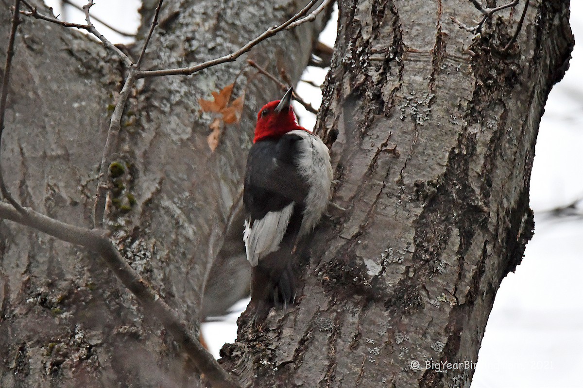 Red-headed Woodpecker - ML391043011