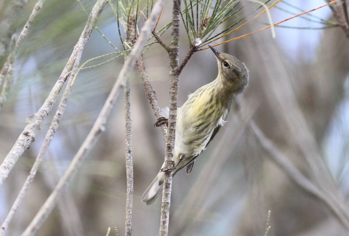 Cape May Warbler - ML39104341