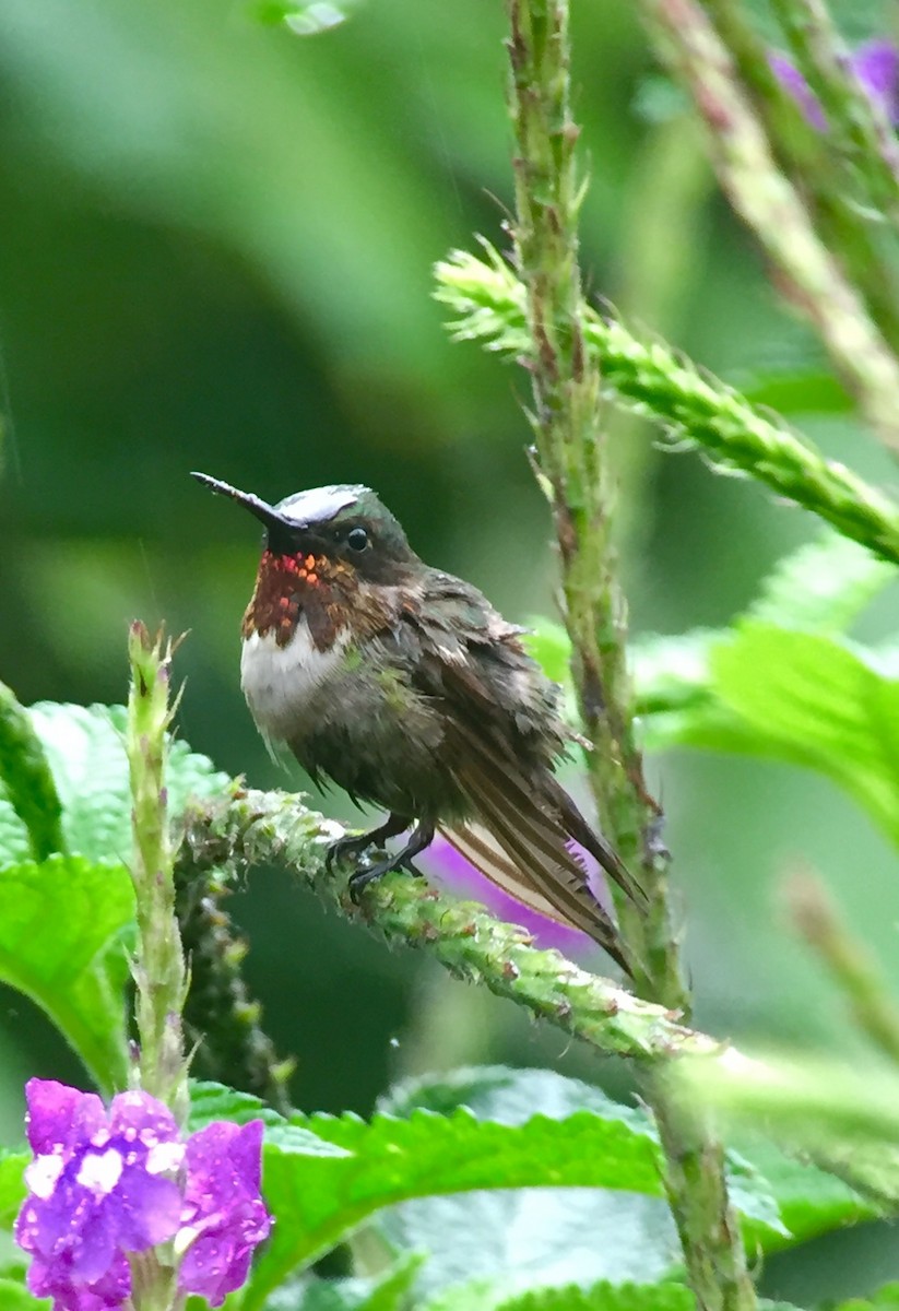 Ruby-throated Hummingbird - Esteban Mendez