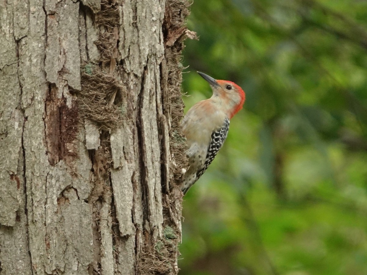 Red-bellied Woodpecker - Frank Marenghi