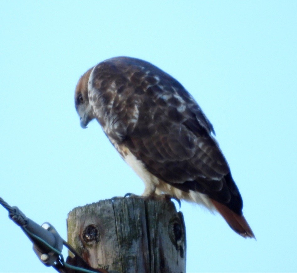 Red-tailed Hawk - Donna Ortuso