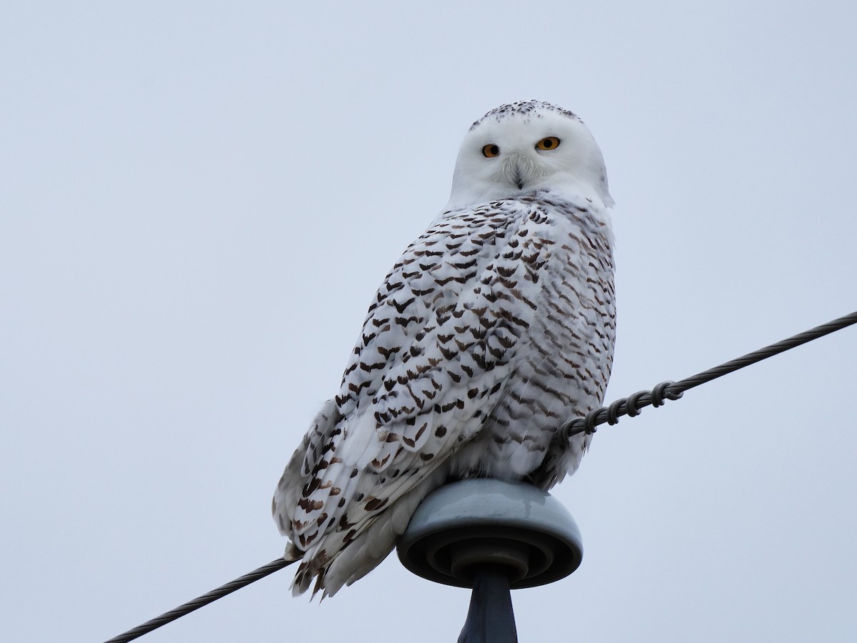 Snowy Owl - Louis Lessard