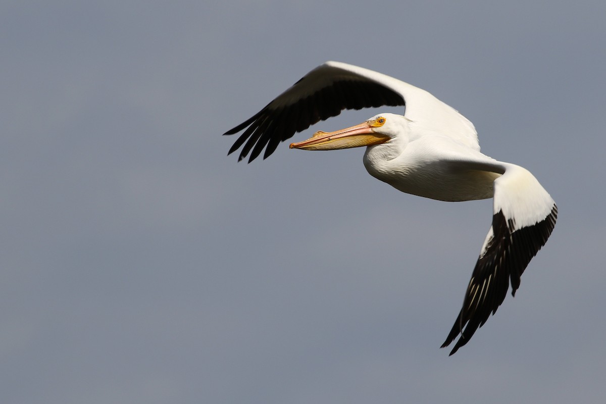 American White Pelican - Max Nootbaar