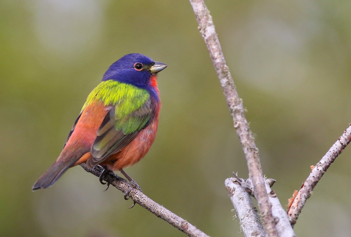 Painted Bunting - ML391052021