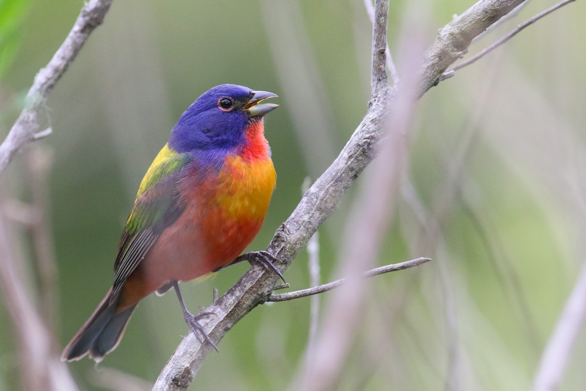 Painted Bunting - ML391052031