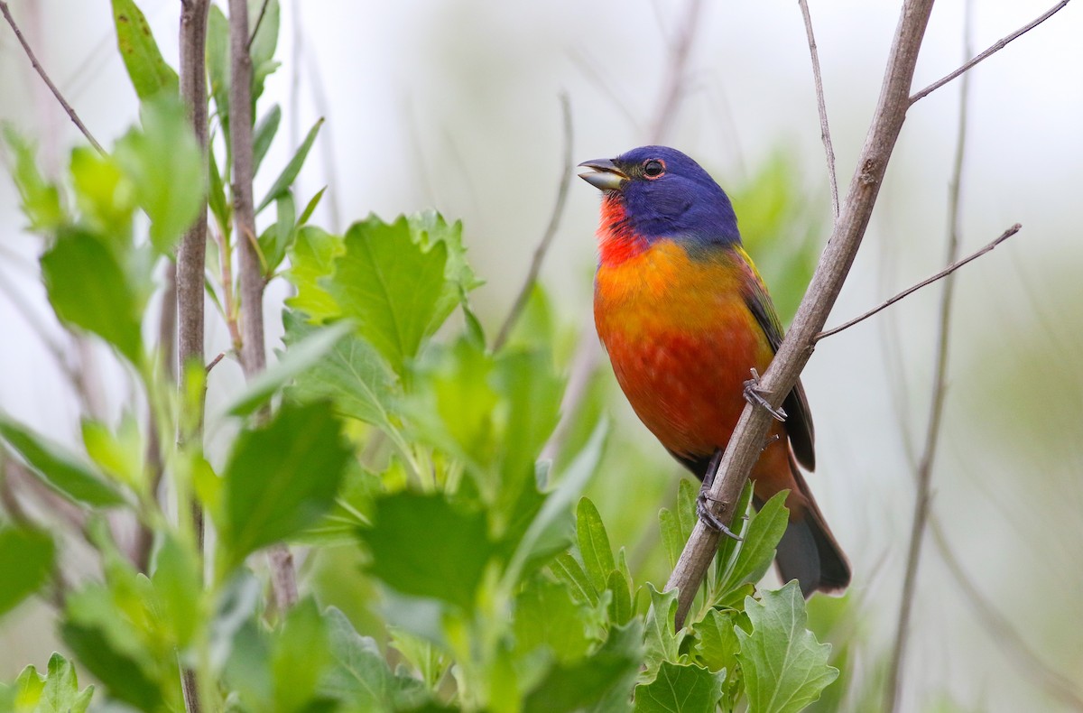 Painted Bunting - ML391052041