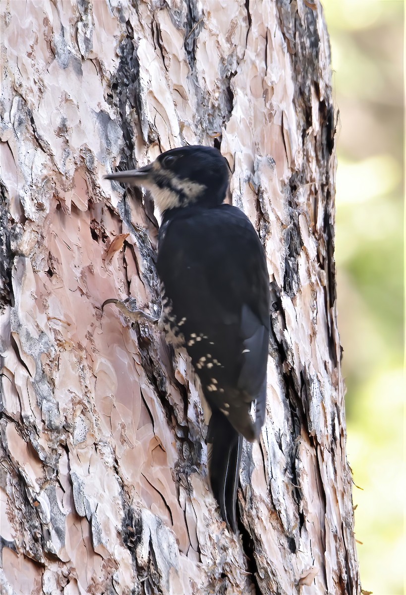 Black-backed Woodpecker - ML391055281